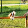 Miniaturka Agility High Jump Bars (2)