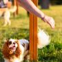 Miniaturka Agility Weave Poles (9)